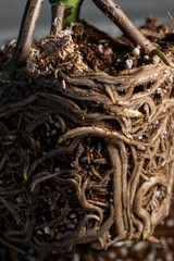 Close up of Monstera Deliciosa Root Bound. Root bound plant. Repotting is needed