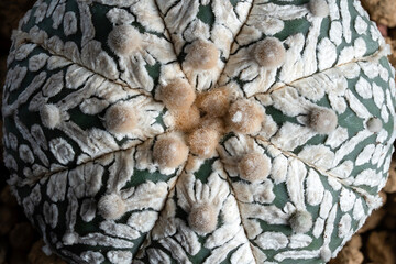 Astrophytum Asteria Super Kabuto V-type cactus super close up showing the cactus texture.