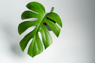 Rhaphidophora Tetrasperma Jungle form plant leave in isolated white background