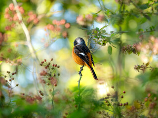 神戸市立森林植物園のジョウビタキ