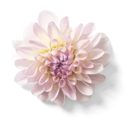Foto op Plexiglas Dahlia Flower © Mr.Mockup Stock