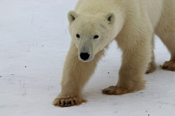 Fototapeta na wymiar polar bear close up
