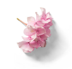 Garden Hydrangea Flower