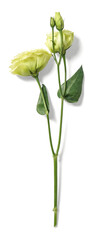 Eustoma Flower