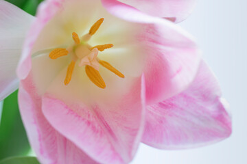 Obraz na płótnie Canvas Pink tulip flower macro close up. Floral abstact