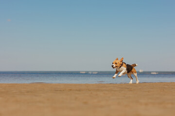 beagle dog runs on seashore against blue sky. pet is playing and having fun outdoors. workout jogging on beach. cute pooch jumps and frolics. fitness classes with a retriever, hunting hound
