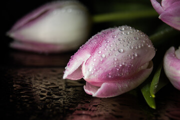 Różowy tulipan z widocznymi kroplami rosy na płatkach w tle drugi kwiat © Zuzanna