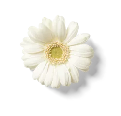 Foto op Canvas Gerbera Flower © Mr.Mockup Stock