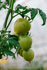 Tomate en maduración