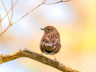 六甲山のカヤクグリ