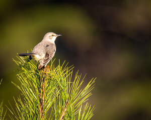 Bird on a Branch