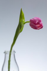 Single pink tulip flower in a transparent glass bottle