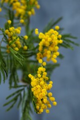 Closeup of the fluffy yellow mimosa flowers