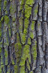 Closeup of a tree trunk with lush green moss growing on its textured bark