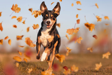 Dog jumping in autumn leaves over a meadow, appenzeller sennenhund