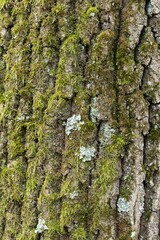 Closeup of tree trunk covered with moss