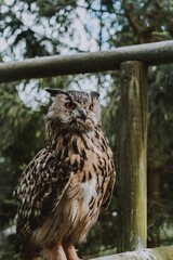 Vertical shot of a brown owl with black spots standing against the trees