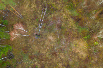 Drone top down view of old logging site in the middle of forest