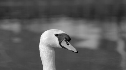 Swan head close up in black and white