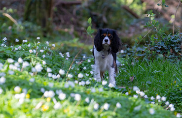 Obraz premium dog in the wood