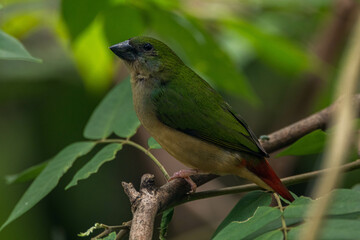 The pin-tailed parrotfinch is a common species of estrildid finch found in Southeast Asia