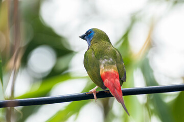 The pin-tailed parrotfinch is a common species of estrildid finch found in Southeast Asia