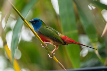 The pin-tailed parrotfinch is a common species of estrildid finch found in Southeast Asia