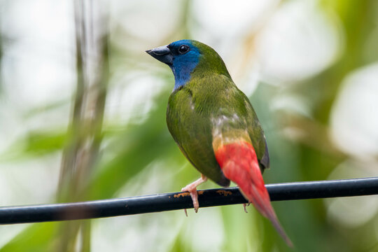 The pin-tailed parrotfinch is a common species of estrildid finch found in Southeast Asia