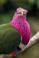 The pink-headed fruit dove (Ptilinopus porphyreus) also known as pink-necked fruit dove or Temminck's fruit pigeon, is a small colourful dove