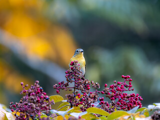 六甲山のムギマキ・メス
