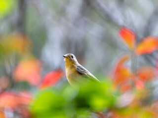 六甲山のムギマキ・メス