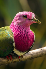 The pink-headed fruit dove (Ptilinopus porphyreus) also known as pink-necked fruit dove or Temminck's fruit pigeon, is a small colourful dove