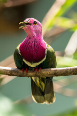 The pink-headed fruit dove (Ptilinopus porphyreus) also known as pink-necked fruit dove or Temminck's fruit pigeon, is a small colourful dove