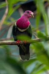 The pink-headed fruit dove (Ptilinopus porphyreus) also known as pink-necked fruit dove or Temminck's fruit pigeon, is a small colourful dove
