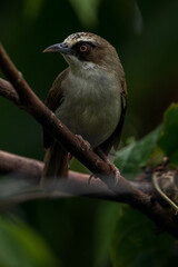 The thick-billed heleia, also known as the Flores white-eye, is a species of bird in the family Zosteropidae