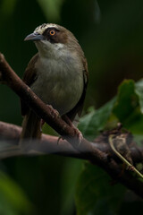 The thick-billed heleia, also known as the Flores white-eye, is a species of bird in the family Zosteropidae