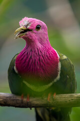 The pink-headed fruit dove (Ptilinopus porphyreus) also known as pink-necked fruit dove or Temminck's fruit pigeon, is a small colourful dove