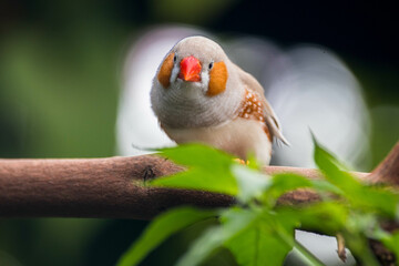 The Sunda zebra finch (Taeniopygia guttata) is a species of bird in the family Estrildidae