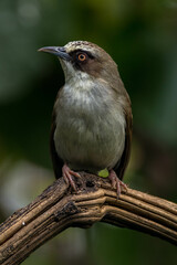 The thick-billed heleia, also known as the Flores white-eye, is a species of bird in the family Zosteropidae