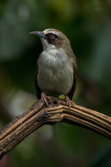 The thick-billed heleia, also known as the Flores white-eye, is a species of bird in the family Zosteropidae
