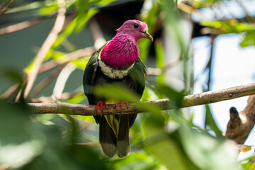 The pink-headed fruit dove (Ptilinopus porphyreus) also known as pink-necked fruit dove or Temminck's fruit pigeon, is a small colourful dove