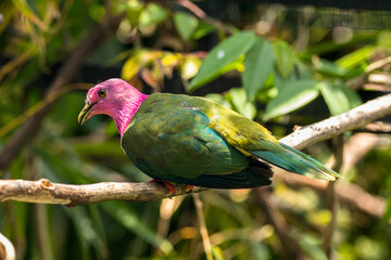 The pink-headed fruit dove (Ptilinopus porphyreus) also known as pink-necked fruit dove or Temminck's fruit pigeon, is a small colourful dove