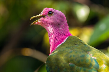 The pink-headed fruit dove (Ptilinopus porphyreus) also known as pink-necked fruit dove or Temminck's fruit pigeon, is a small colourful dove