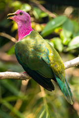 The pink-headed fruit dove (Ptilinopus porphyreus) also known as pink-necked fruit dove or Temminck's fruit pigeon, is a small colourful dove