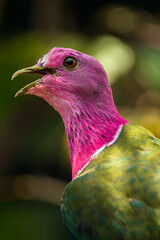The pink-headed fruit dove (Ptilinopus porphyreus) also known as pink-necked fruit dove or Temminck's fruit pigeon, is a small colourful dove