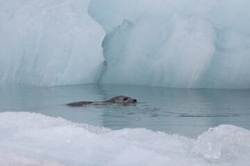 Seal Glacier Lagoon Joekulsarlon Iceland