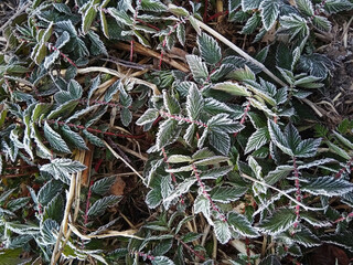 Frost-covered leaves of meadowsweet vyazolistnaya natural background