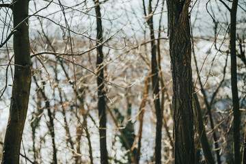 Closeup shot of tree branches in a forest during winter