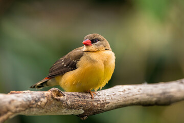 The red avadavat (Amandava amandava), red munia or strawberry finch
