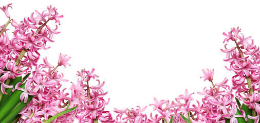pink hyacinth on a transparent background, png